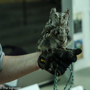 Pete is a Western Screech Owl that the WRC brought. He is fully grown. (Gabe Cerritos / The Signpost)