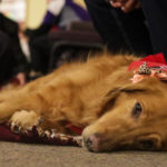 2-29 Therapy Dogs (Gabe Cerritos)