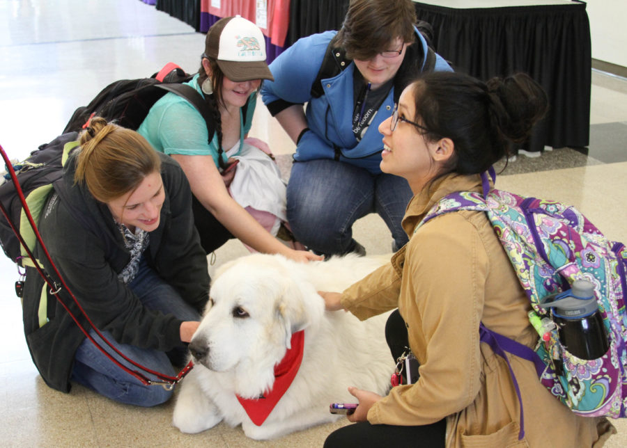 Students pet therapy dog Flocki, a Great Pyrenees from Intermountain Therapy Animals.  (Ariana Berkemeier / The Signpost)