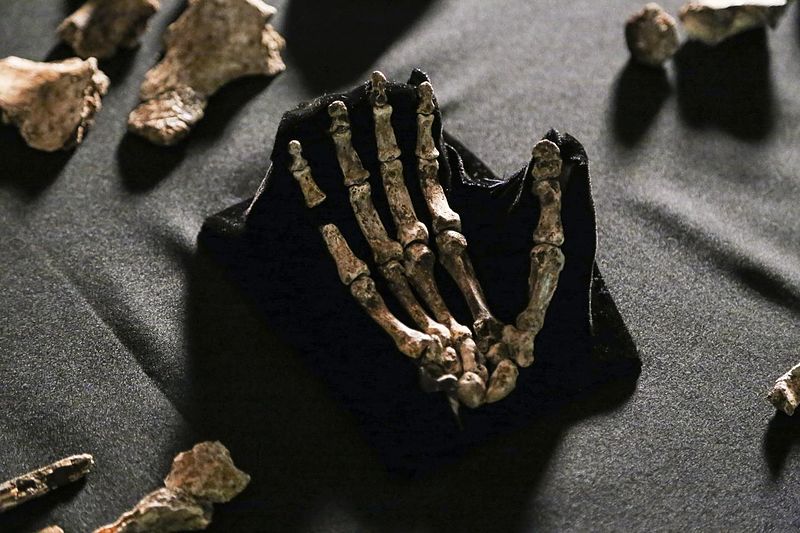 The articulated hand bones of the Homo naledi. There is a haunting similarity to our own skeletal anatomy. (Source: Wikimedia Commons)