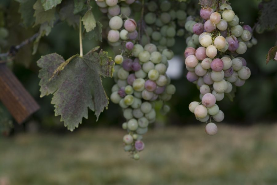 The Utah State University Botanical Center Orchard has about 40 different varieties of grapes. Visitors are invited to sample them as they please. (Joshua Wineholt / The Signpost)
