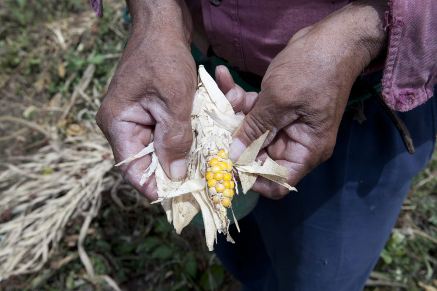 Un agricultor muestra cultivos de maíz perdidos debido a la sequía en Santa Cruz, en el sur de Honduras, el 22 de agosto de 2015. Según la prensa local, debido al fenómeno de El Niño, una sequía prolongada ha afectado al menos 146 municipios de Honduras, causando una escasez de alimentos que pone en riesgo la seguridad alimentaria del país. (Fuente: Tribune News Service)