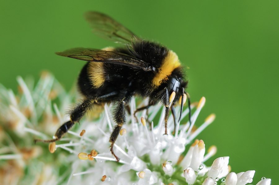 Researchers from Queen Mary University of London have found that bees are capable of learning simple tasks. (Source: www.pexels.com)