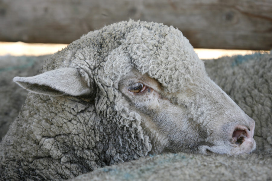 Researchers from the University of Minnesota are using lambs to research artificially made blood vessels. (Source: Tribune News Service) Photo credit: Tribune News Service