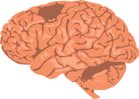 Research has found a link between brain shape and personality. (Source: Pixabay)
