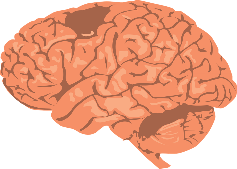 Research has found a link between brain shape and personality. (Source: Pixabay)