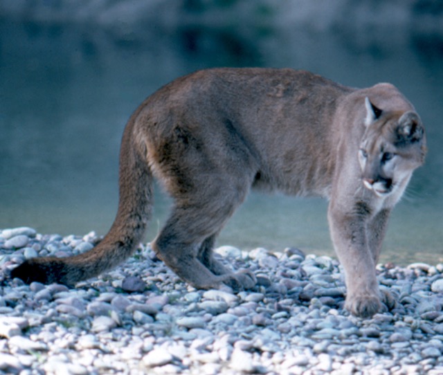 Rumors of three mountain lions attacking a dog have spread on social media. Photo credit: Wikimedia Commons