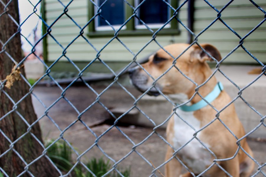 According to the ASPCA approximately 70 million animals are homeless the United States and an estimated 6.5 million of them enter shelters anually. Photo credit: Chloe Walker