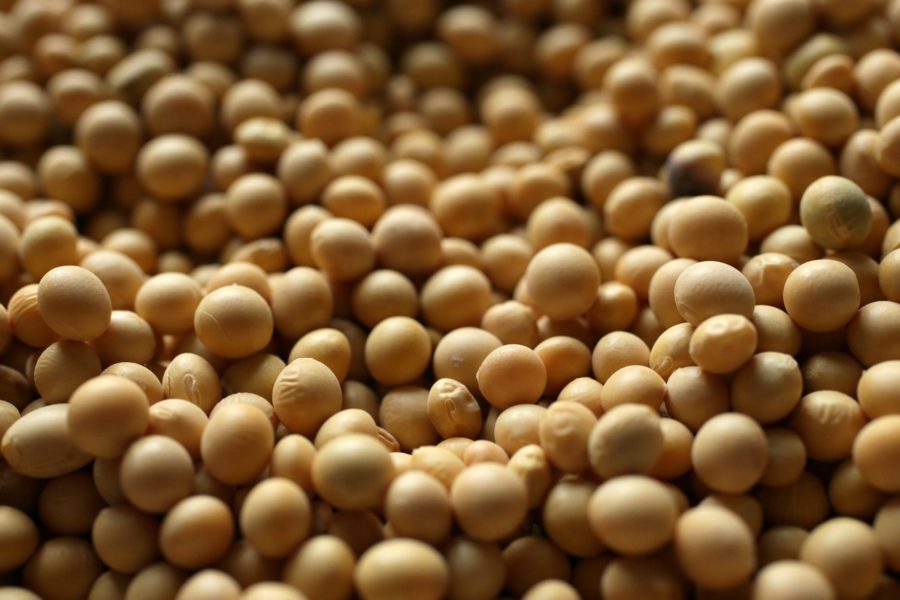 Soybean growers were among the hardest hit from Chinese tariffs. (Cristina M. Fletes/St. Louis Post-Dispatch/TNS)