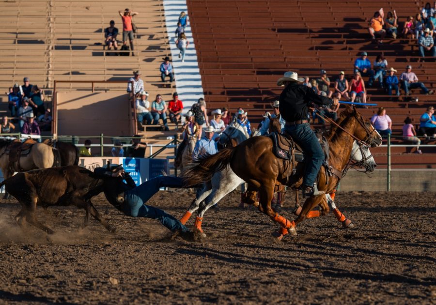 Steer-wrestling, also called bulldogging, where contestants attempt to move from horseback to wrestling a steer to the ground. (Joshua Wineholt / The Signpost)