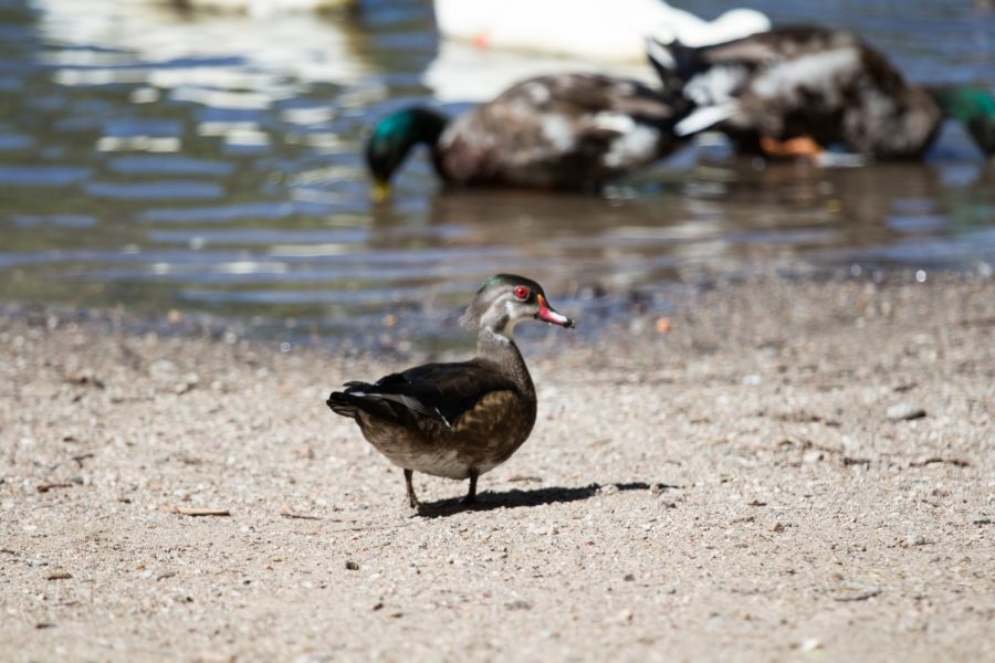 Ducks at Beus Pond Park in Ogden, Utah (Robert Lewis / The Signpost)