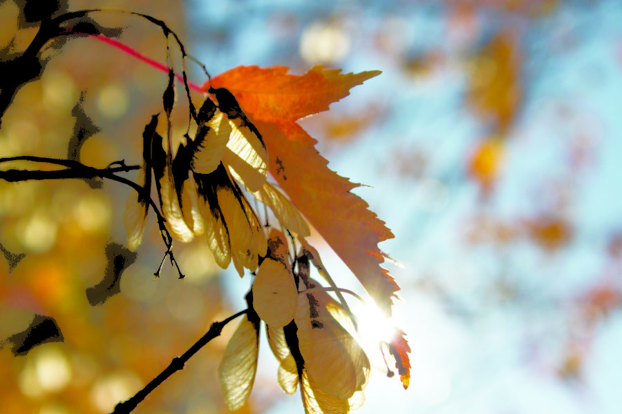 Seasons change (Bella Torres / The Signpost)