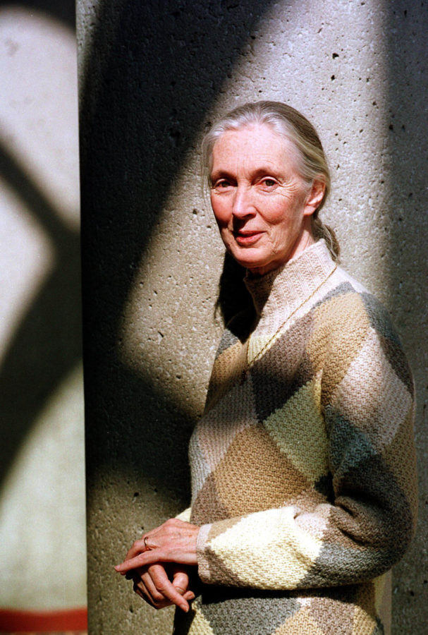 Renowned primatologist and animal-rights activist Jane Goodall has a new book, Hope for Animals and Their World, a collection of conservation success stories.  (Akira Suwa/Philadelphia Inquirer/MCT)