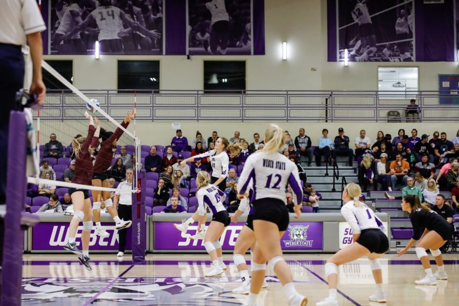Hannah DeYoung spikes one for the Wildcats vs. Grizzlies volleyball game Thursday. (Robert Lewis / The Signpost)