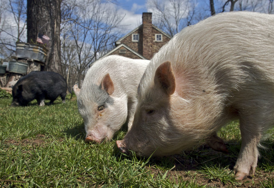 Pot-bellied pigs are not currently considered legal pets in the Layton area. (Image from the Philadelphia Inquirer by MCT Photo Service)