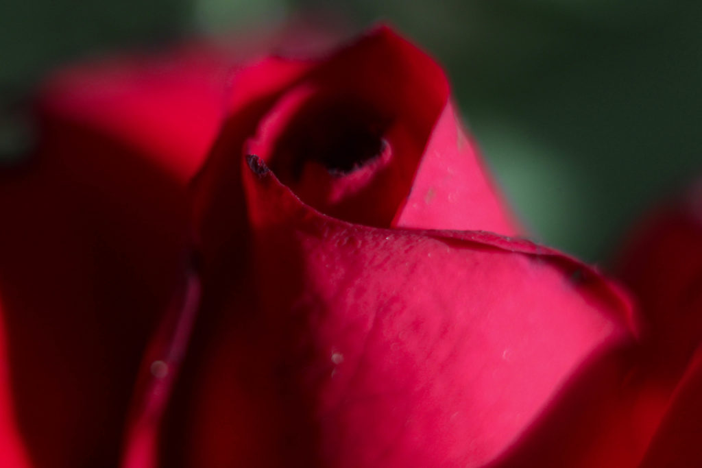 Extension tube macro of a rose. (BriElle Harker / The Signpost)