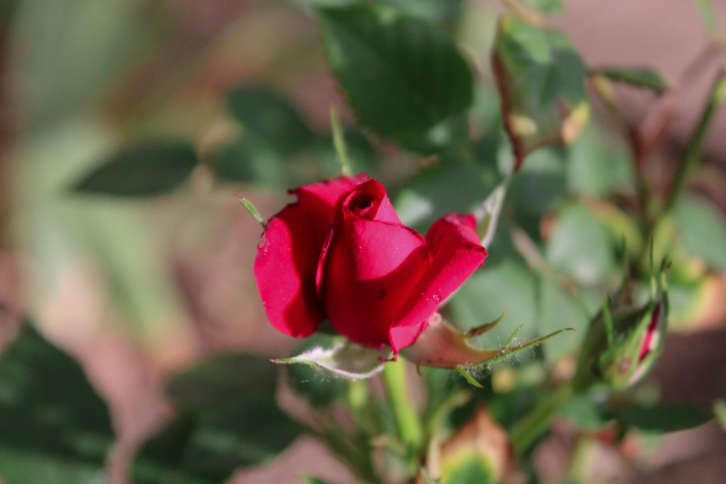 Standard photo of a rose using an 18 millimeter-55 millimeter lens. (BriElle Harker / The Signpost)