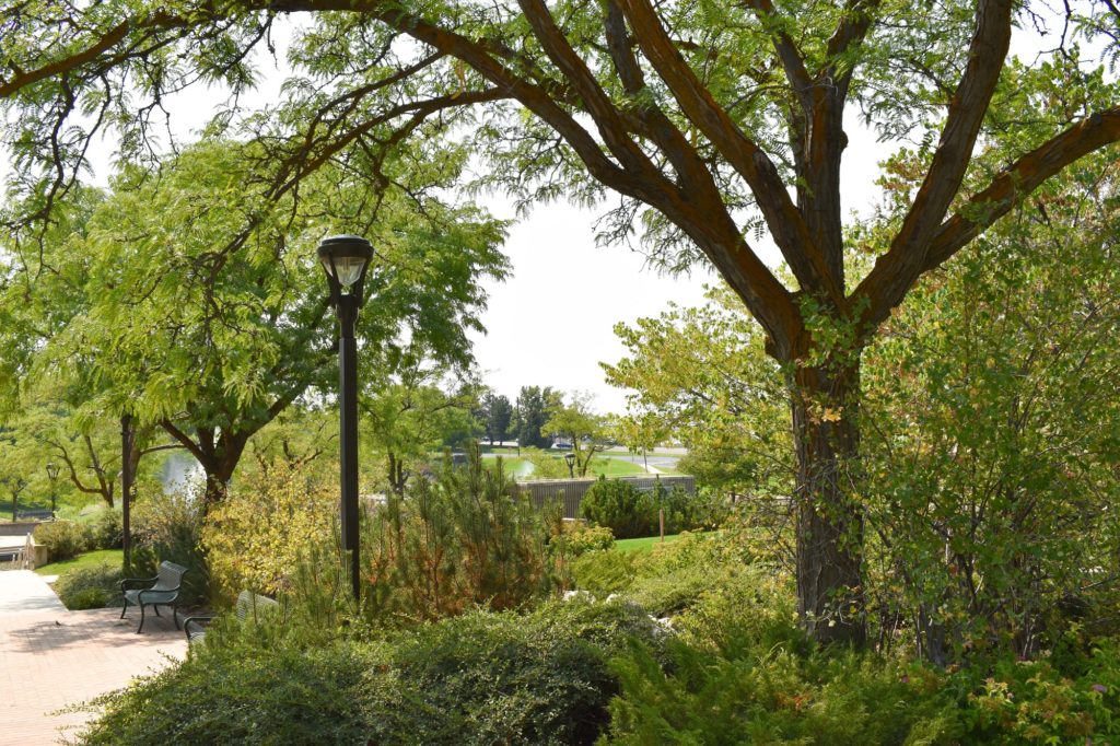 The trees on campus of Weber State University. (Paige McKinnon / The Signpost)