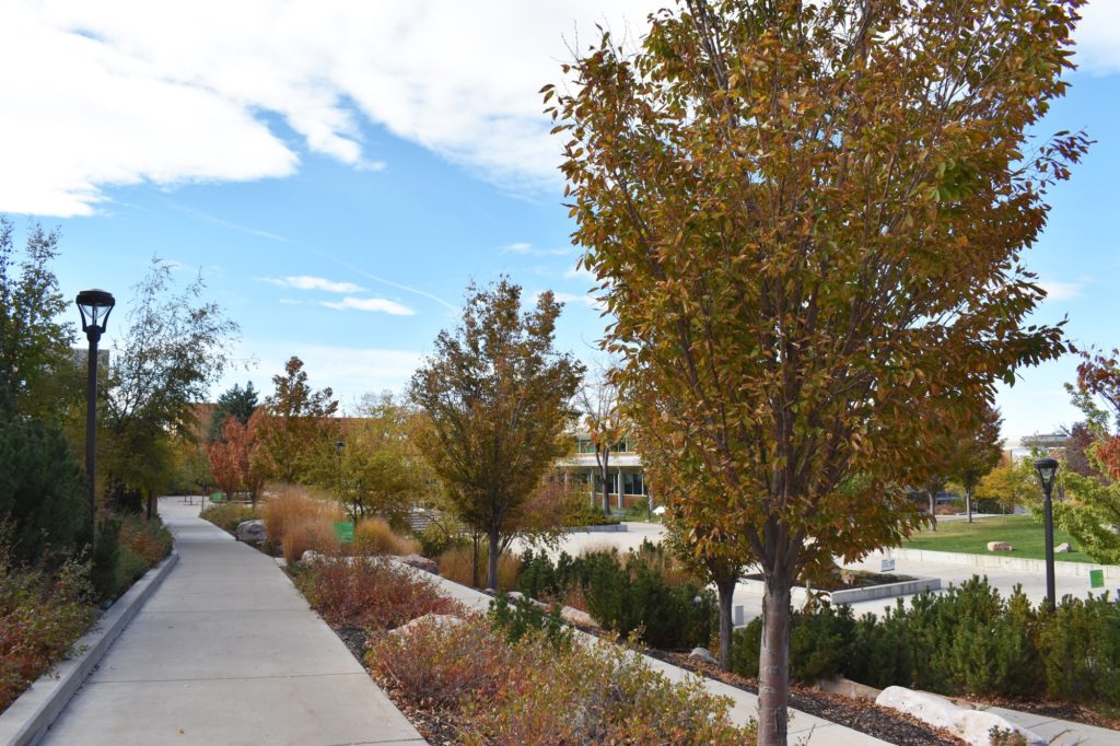 Bushes and trees line the sidewalks at Weber State University. (Paige McKinnon/ The Signpost)