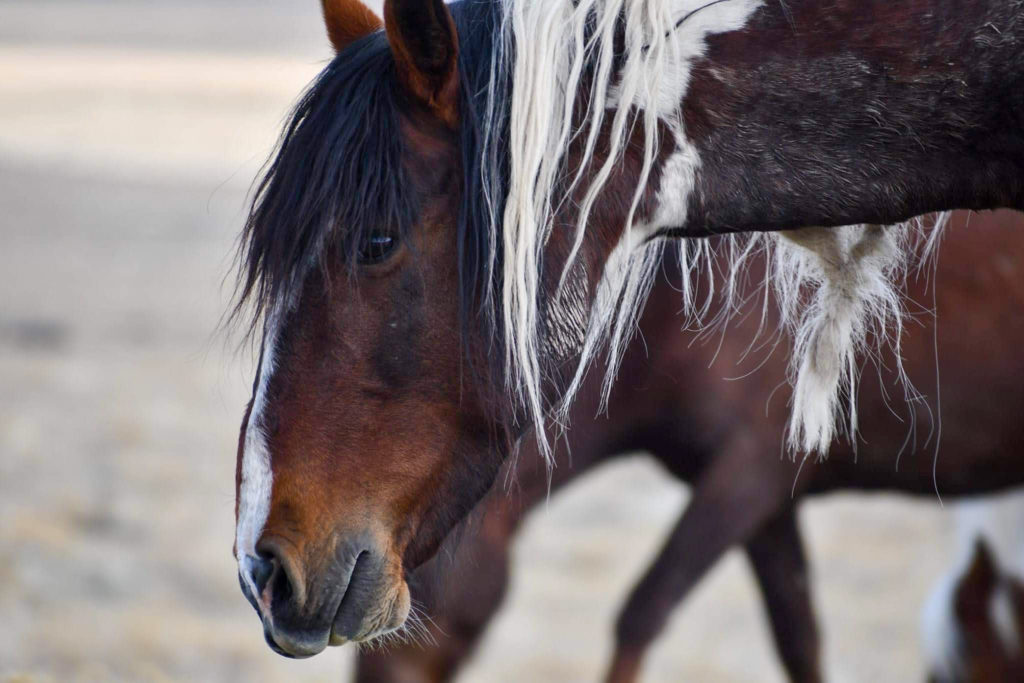 The stallion of the herd is preparing for a spar with another stallion.  (Nikki Dorber / The Signpost)