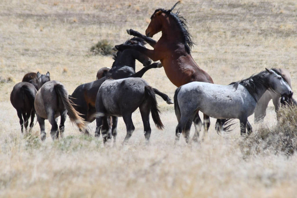 Stallions spare for the attention of the mares in the herd.  (Nikki Dorber / The Signpost)