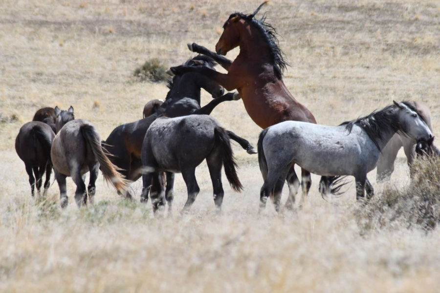 Stallions spar for the attention of the mares in the herd.  (Nikki Dorber / The Signpost)