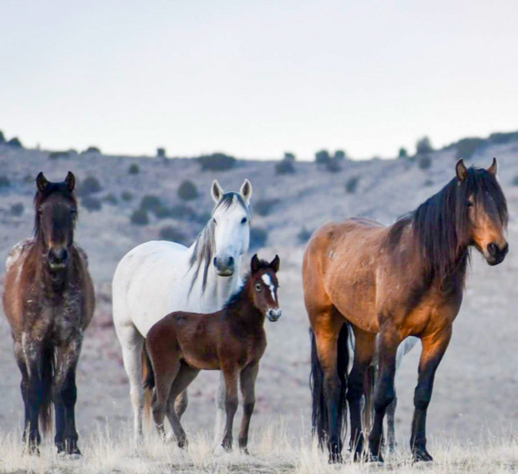 The mares are watching the stallions as they spar to get their attention.  (Nikki Dorber / The Signpost)