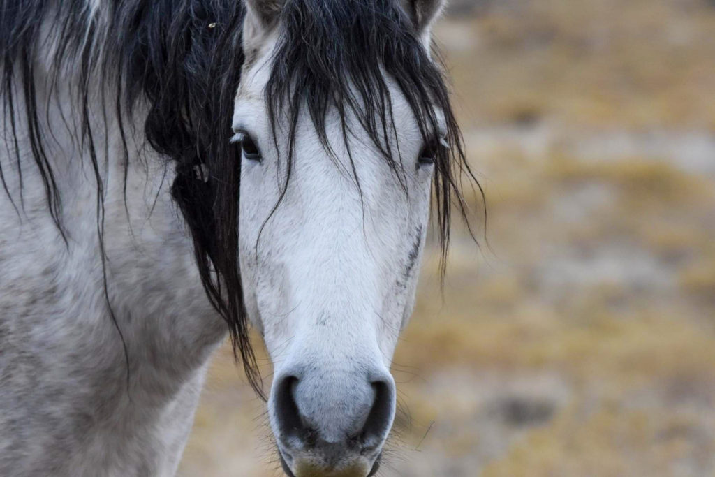 A Spanish Grey wild horse takes a break from grazing, curious about what she is seeing.  (Nikki Dorber / The Signpost)