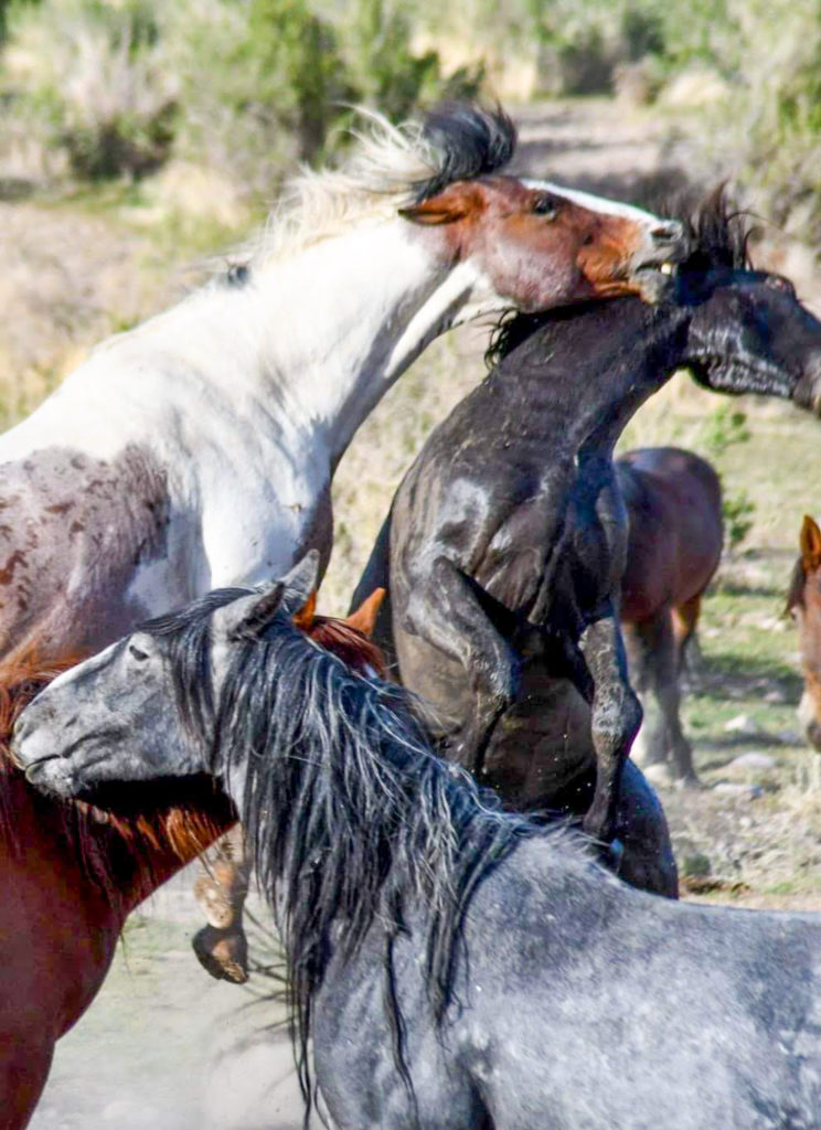 The main stallion in the herd is showing his dominance to another stallion.  (Nikki Dorber / The Signpost)