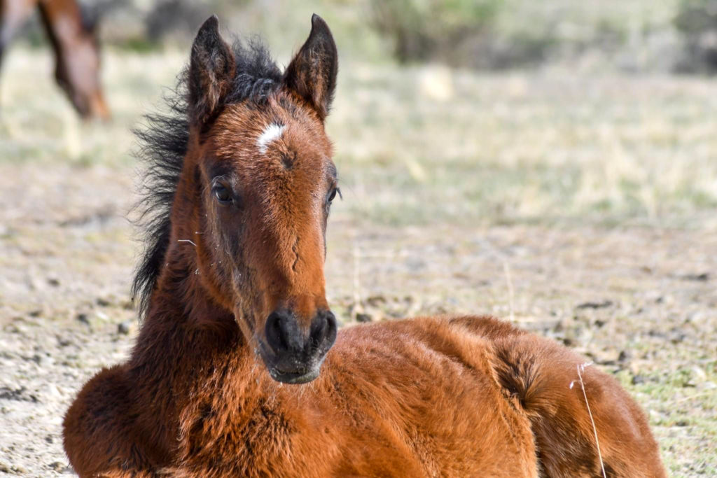 A baby foal enjoys the warmth of the sun. (Nikki Dorber / The Signpost)