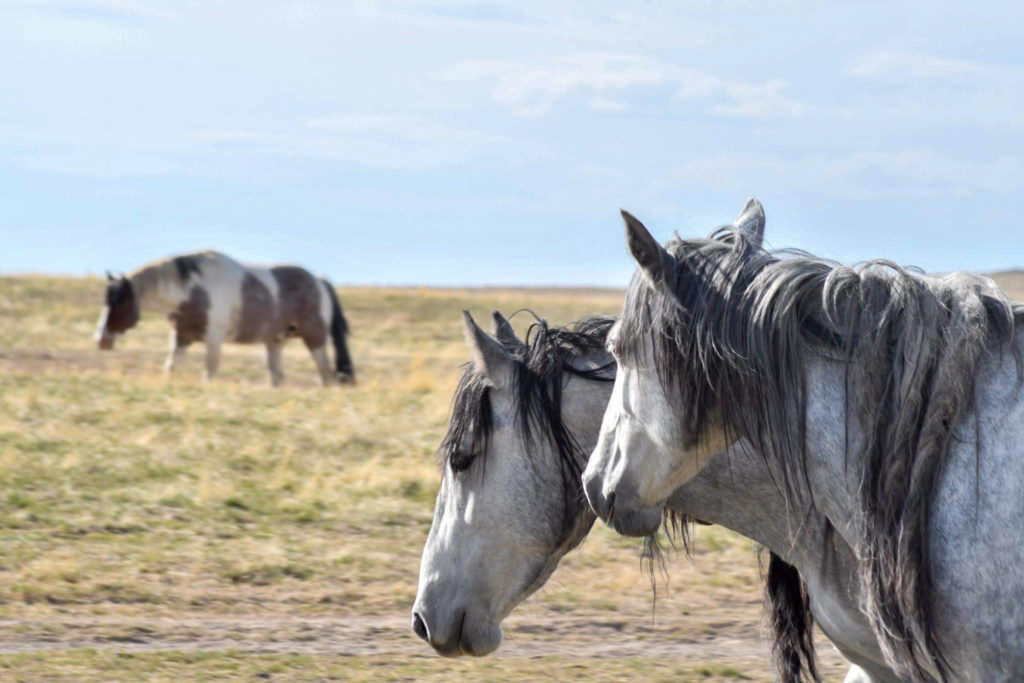 Twin Appaloosa mares enjoy the warmth of the hot sun.  (Nikki Dorber / The Signpost)