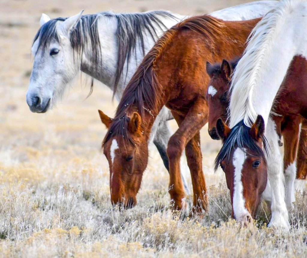 Mares stand in clusters while stallions spar for their attention.  (Nikki Dorber / The Signpost)