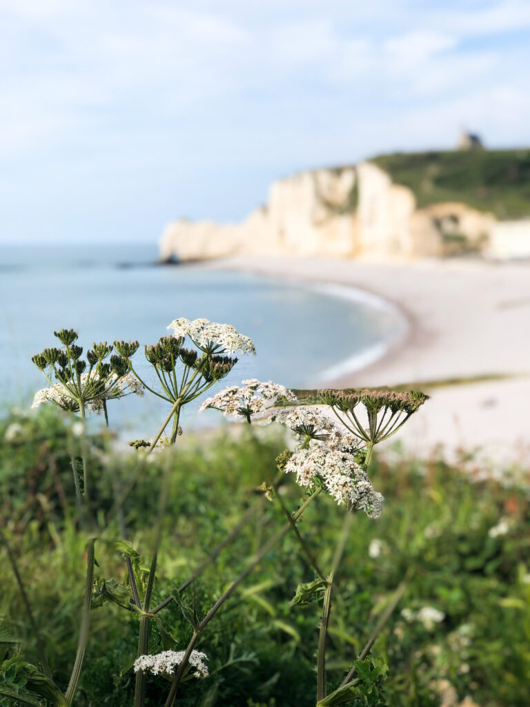 Flowers in Etretat, France in June 2019. (Paige McKinnon / The Signpost)