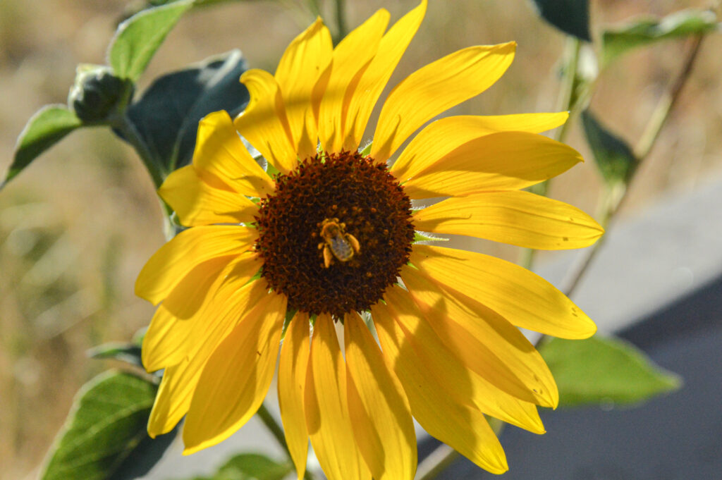 A bee enjoying the gentle breeze while pollinating the sunflower. (Steven Clift / The Signpost)
