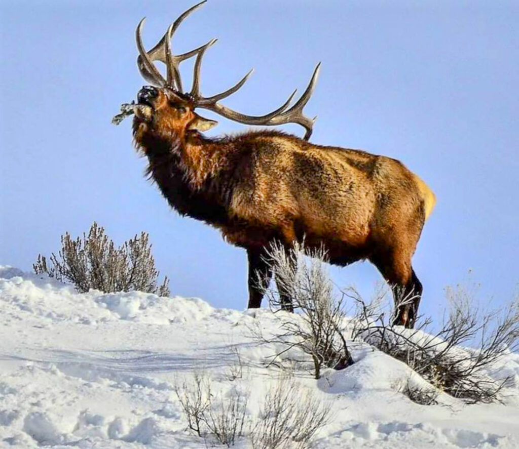 An elk is witnessed feeding off of the shrubs during the first snow of October 2020.  This was taken along the Wasatch Front.  (Nikki Dorber / The Signpost)