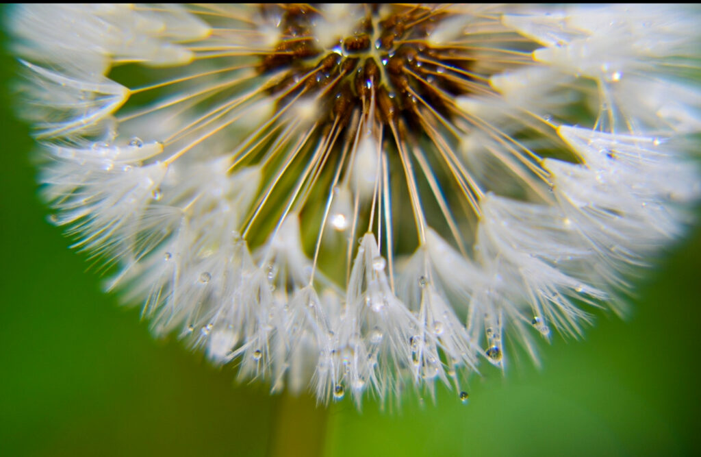 A dandilion represents the 'military brat' due to the seeds not being firmly in place.  They float with the wind, which is metaphorically what military children do as well.  (Nikki Dorber / The Signpost)