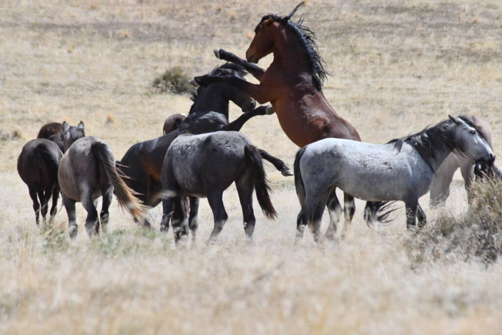 Wild horses of Utah are known for their majesty, tenacity and grit.  They are a fierce competitor to each other, fighting to make their way into the herd as the alpha male.  (Nikki Dorber / The Signpost)