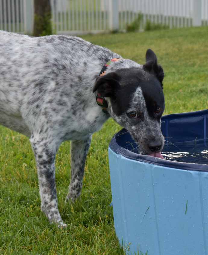Hawk the dog gets a drink of water from the puppy pool at his friend's birthday party. (Paige McKinnon/The Signpost)