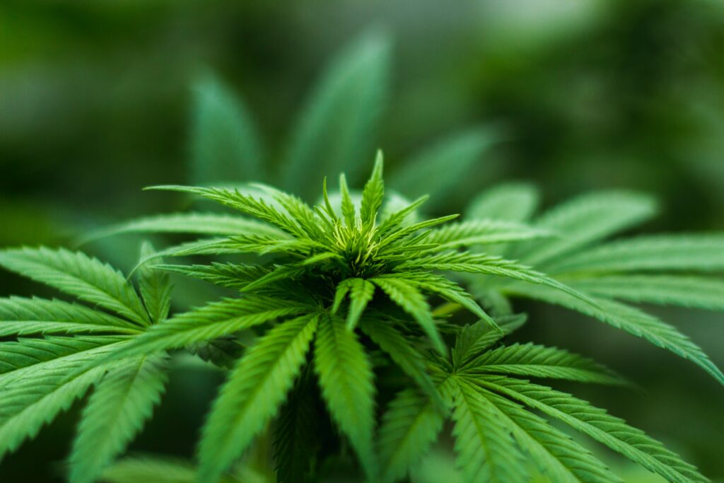 On Feb. 22, another state passed a law to allow recreational marijuana.