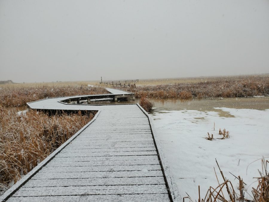 Snow covers a bridge located at the Great Salt Lake Shorelands Preserve. The preserve is a bird refuge located in the wetlands just off the Great Salt Lake in Layton, Utah. (Sarah Earnshaw/ The Signpost) Photo credit: Sarah Earnshaw