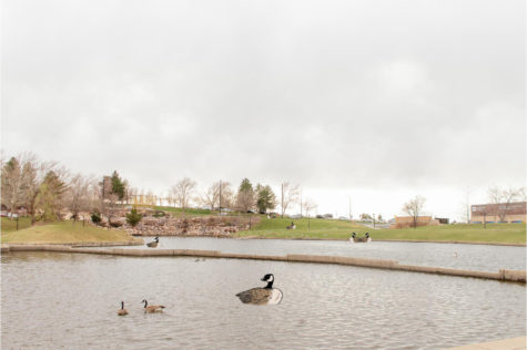 Many of the large geese in the Ogden campus pond swim alongside regular-sized geese and ducks. (Kennedy Robins/ The Signpost)