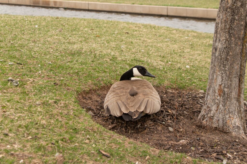 A mother goose not affected by the growth chemical incident lays on her nest full of eggs. (Kennedy Robins/ The Signpost)