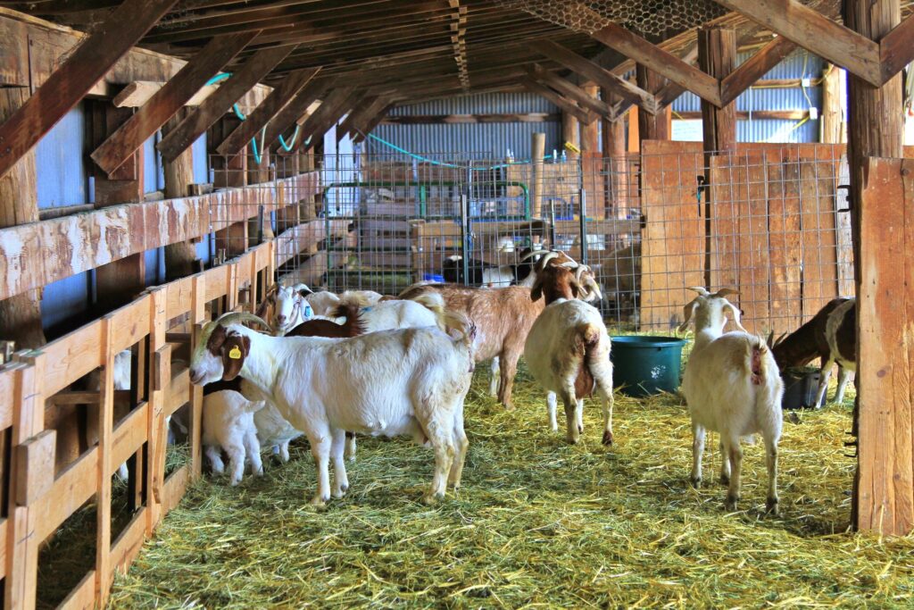 Goats and kids are seen enjoying the nice weather.