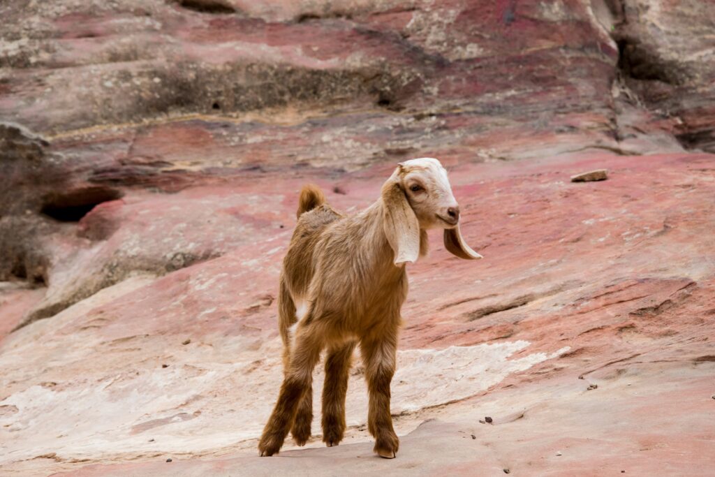 A glamour shot of a goat perched atop some red rock.