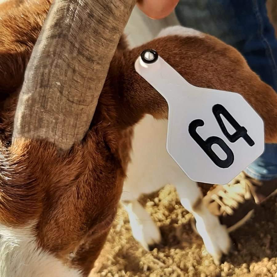 A close-up shot of one of the identification tags on a goat.