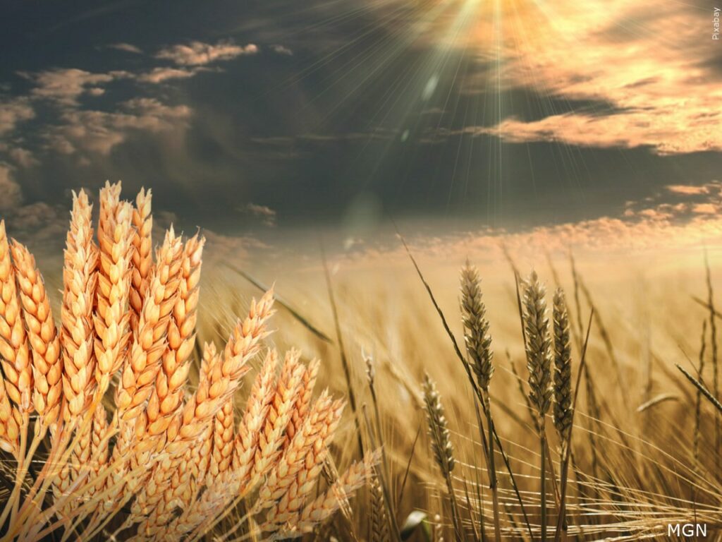 Russia and Ukraine make up a large portion of the world's wheat supply.