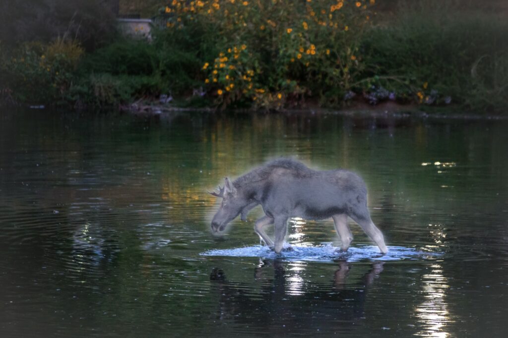 The ghost of Hank the moose wades in the pond at Weber State University. Photo by Benjamin Zack, photoshoped by Kennedy Robins. (Kennedy Robins/ The Signpost)