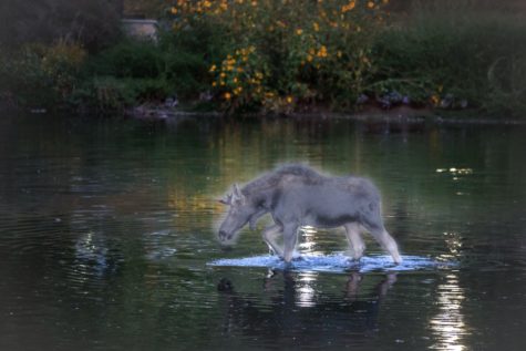 The ghost of Hank the moose wades in the pond at Weber State University. Photo by Benjamin Zack, photoshopped by Kennedy Robins. Photo credit: Kennedy Robins