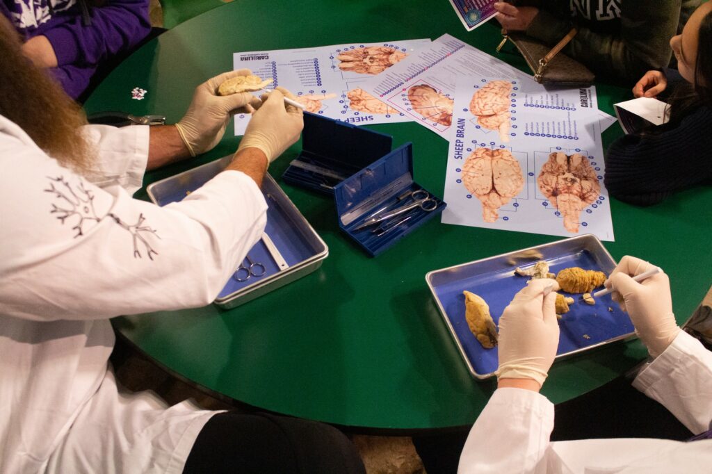 Sheep brains were used to show kids parts of the brain in a physical way. (Kennedy Robins/ The Signpost)