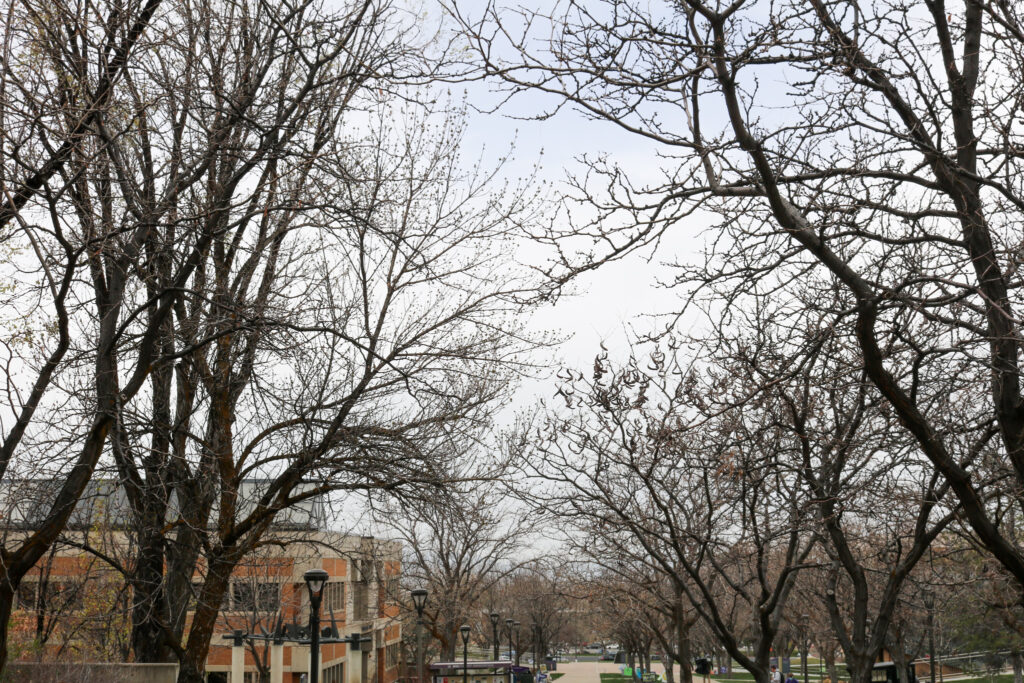 Trees create a "dome"like covering over the sidewalk I use everyday to get to class. (Bella Torres / The Signpost)